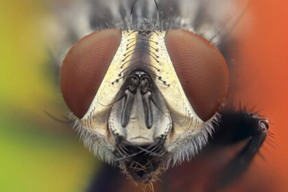 Erek Erek Lalat Tafsir Mimpi Binatang Angka 2D 3D 4D